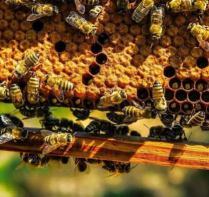 Bees at hives